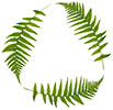  fern recycling 